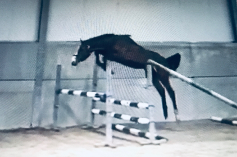 Sissero van ’t Welthof
